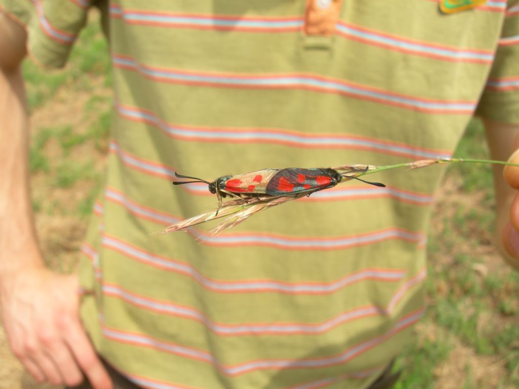 Zygaena da id.